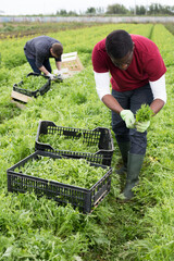 Focused African American worker hand harvesting organic mizuna leaves crop on vegetable plantation