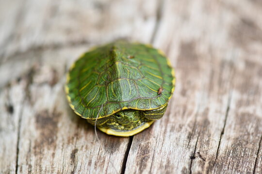 Small Painted Turtle