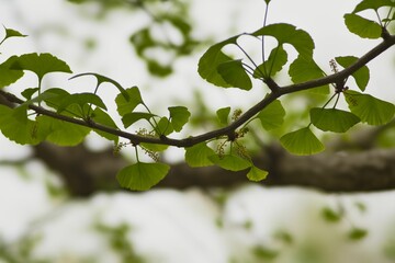 Tokyo, Japan - April 18, 2022: Male flowers of ginkgo biloba
