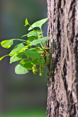 Tokyo, Japan - April 19, 2022: Male flowers of ginkgo biloba

