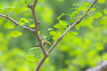 Tokyo, Japan - April 18, 2022: Male flowers of ginkgo biloba
