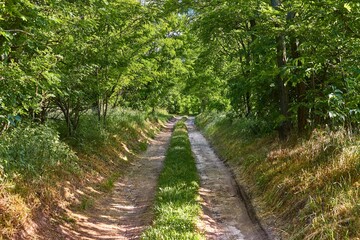 Forest walking route