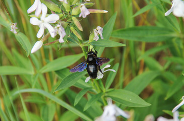 Fototapeta na wymiar Xylocopa valga, wild wooden carpenter bee insect on saponaria flowers. Rare big unique bee close up foto. 