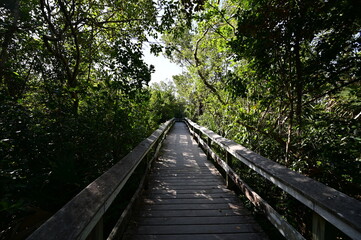 Mahogany Hammock boardwalk through natural hardwood hammock in Everglades National Park, Florida.