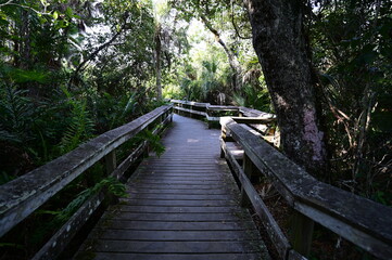 Mahogany Hammock boardwalk through natural hardwood hammock in Everglades National Park, Florida.