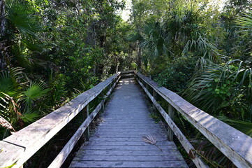 Obraz premium Mahogany Hammock boardwalk through natural hardwood hammock in Everglades National Park, Florida.