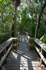 Obraz premium Mahogany Hammock boardwalk through natural hardwood hammock in Everglades National Park, Florida.