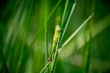 grasshopper on the grass