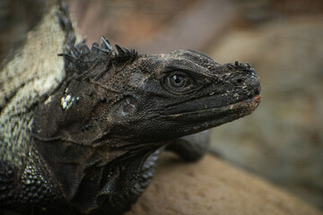 close up of a iguana