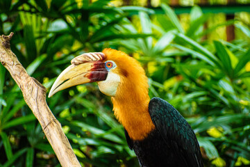 yellow billed hornbill © Johanes