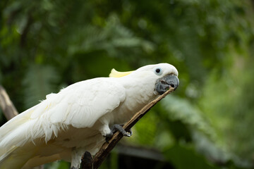Parrot at jungle