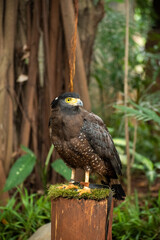 Red Tailed Hawk