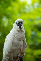 Parrot at jungle