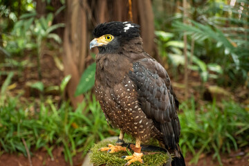 Red Tailed Hawk