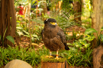 A beautiful eagle