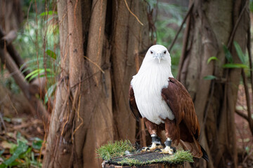 eagle in the zoo