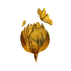 Golden watercolor peony flower and butterfly on white background illustration isolated