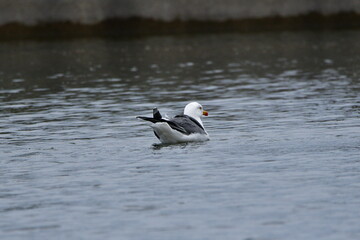 GAVIOTA PATIAMARILLA