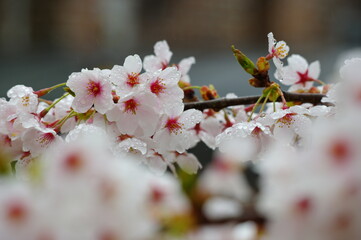 雨に濡れる桜