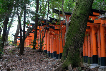 Fototapeta na wymiar hushimi Inari shrine in kyoto,japan