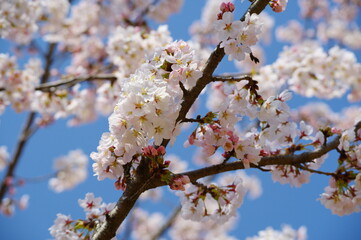 青空と満開の桜