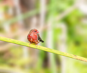 Red Avadavat perched on a branch in Hawaii