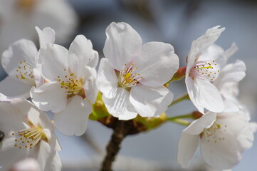 満開の桜（ソメイヨシノ）