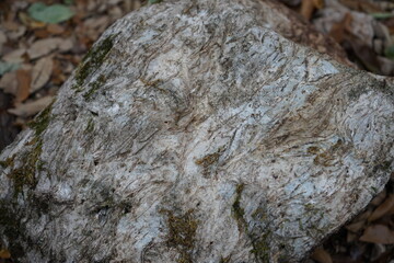 wall