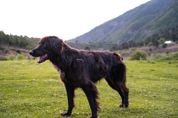 Portrait of dog with wet black coat standing looking in profile with meadows and mountains in the background.