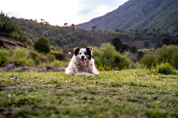 Portrait of a smiling dog with white fur lying in a meadow looking straight ahead with mountains in the background.
