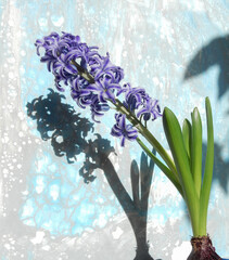 blooming lilac hyacinth and its shadow on an abstract gray-blue background, copy space, selective focus