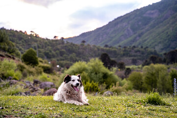 Portrait of a smiling dog with white fur lying in a meadow looking in profile with mountains in the background.