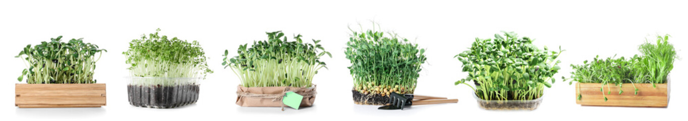 Assortment of healthy micro greens on white background