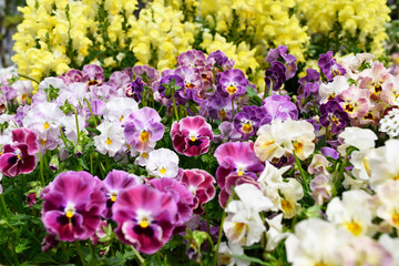 Naklejka premium 花壇に咲いたカラフルな花