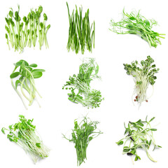 Assortment of healthy micro greens on white background, top view
