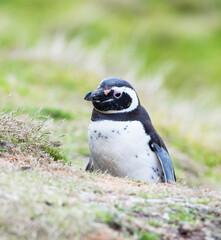 Megellanic penguin sitting on its nest in Falkland