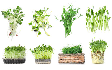 Assortment of healthy micro greens on white background