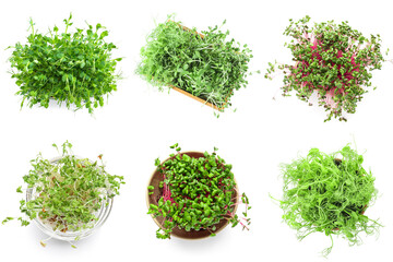 Assortment of healthy micro greens on white background, top view