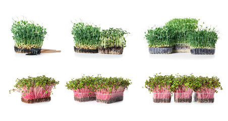 Set of healthy micro greens on white background