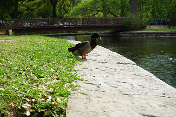duck in the water