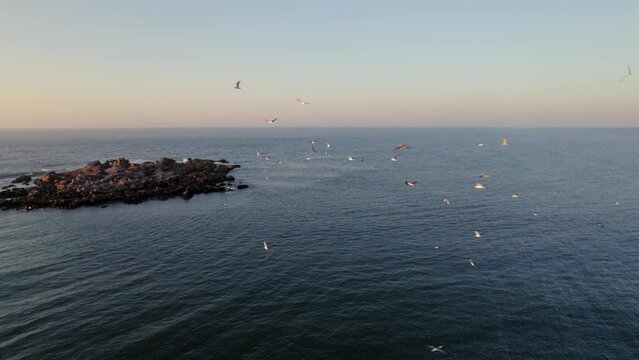 Drone footage of seagulls flying around an island at sunrise, Laguna, Santa Catarina, Brazil