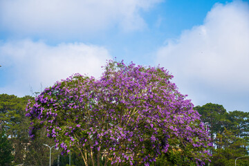 Violet colored leaves of the Jacaranda Mimosifolia, a sub-tropical tree native to Da Lat....