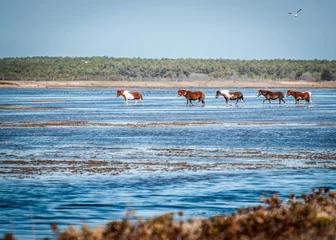 Foto op Canvas Chincoteague Ponies walking in water © toninewphotography