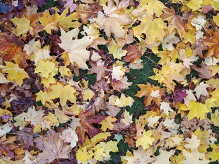 Autumn leaves