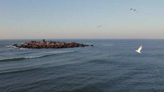 Drone footage of seagulls flying around an island at sunrise, Laguna, Santa Catarina, Brazil
