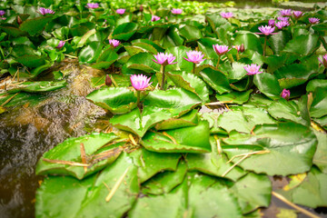Water Lilies 