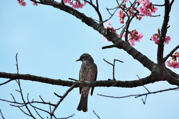 ヒヨドリと桜