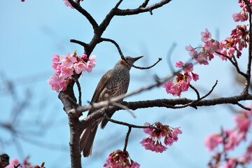 ヒヨドリと桜