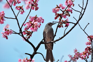ヒヨドリと桜
