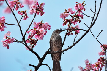 ヒヨドリと桜